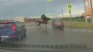 Muž na koni sa pokúsil prefrčať cez priechod pre chodcov (Rusko)