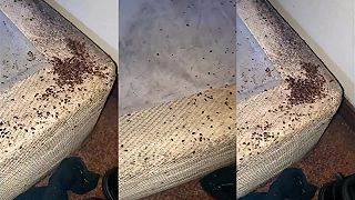 Keď nájdeš v posteli ploštice, môžeš si pripraviť peniaze na dezinsekciu!