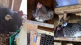 Kvočke podstrčili pávie vajíčko