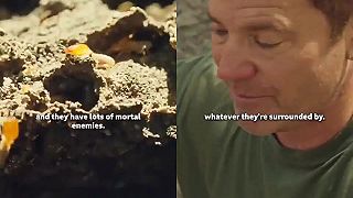 video Termity majú mnoho nepriateľov, pri hrozbe vydávajú strašidelný kmitajúci zvuk