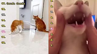 video Keď sa mačky pokúšajú rozprávať