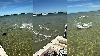 video Žralok kladivohlavý si chcel pochutnať na raji, tá ho však elegantne oklamala