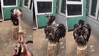 Čo urobí hladný sup s dlhou kosťou s kopytom?