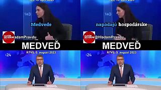 Odborníci z PS: Medvede nenapádajú ovce!