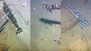 Ja tú krevetu tigriu snáď nechytím!