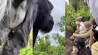 Turisti v Rwande chceli vidieť gorily, keď prišiel veľký samec, skoro sa po....