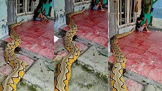 My doma psa nemáme, ale máme HADA!