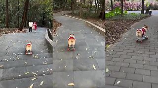 Jazdí ten pes na skejte po schodoch?