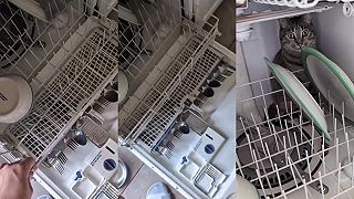 No nejde mi zavrieť umývačka riadu, máte aj vy taký problém?