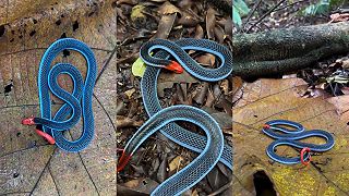 Krásne farby smrteľne jedovatého korálovca modrého (Calliophis bivirgata)