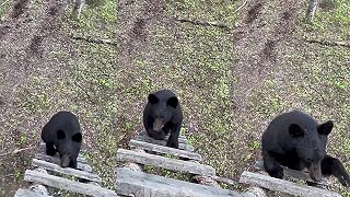 Lezie za mnou na posed medveď, vyskúšam teda spej proti medveďom!