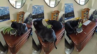 Už aj mačky sú vegetariánky?