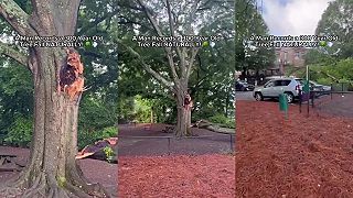 Muž zachytil moment, keď sa 300-ročný strom zlomil sám od seba