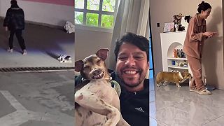 Keď je domáci miláčik rovnaký, ako jeho majiteľ