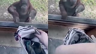 Ukáž mi, čo máš v taške! Aha, no choď okolo a daj mi to!