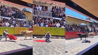 video Amatérsky toreador zabudol počas hnania býkov na jednu vec