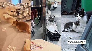 Mačky prepnú občas do režimu ZABIJÁK