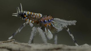 video Tanečný majster v živočíšnej ríši