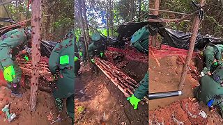 video Odstraňovanie obrovského hniezda sršňov mandarínskych