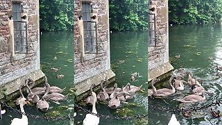 video Keď sú labute hladné, tak zazvonia