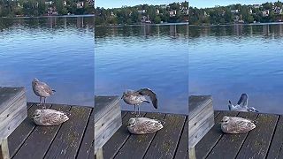 video Sa tu trošku natiahnem, som nejaká ospalá