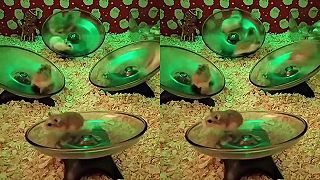 video Aj ty sa cez týždeň naháňaš ako tieto škrečky?