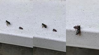 video Pavúkovi sa naskytla príležitosť