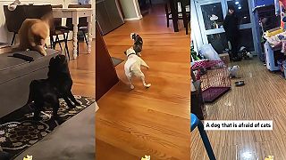 video Keď mačky vymlátia psov (kompilácia)