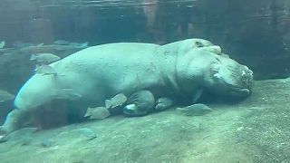 video Hrochy spia pod vodou, každých 3–5 minút sa v spánku vynoria a nadýchnu