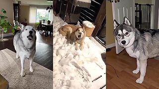 video Nemáš sa s kým rozprávať? Zaobstaraj si HUSKYHO!