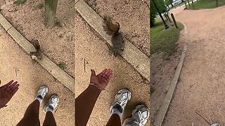 video Nie moja milá, veverička nie je tvoj kamarát!