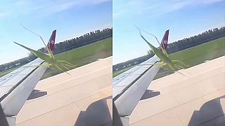 video Kobylka si luxusne zalietala