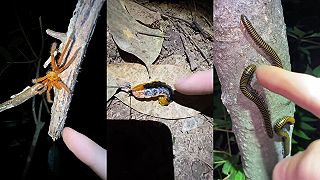 video Pop, pop, pooop, pop v THAJSKU