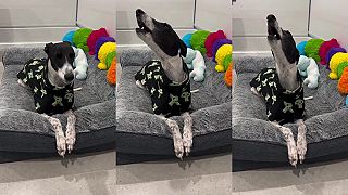 video Mozartova Kráľovná noci ho vždy „rozospieva”