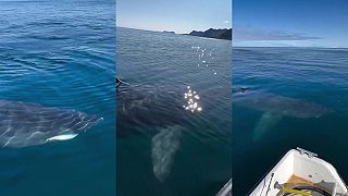 video Darmo tomu monštru hádžeš ryby, je to žralok obrovský, ten sa živí planktónom!