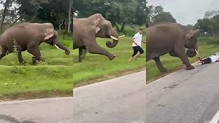 video Idiot chcel mať pekné fotky s divokým slonom, ten ho skoro rozpučil