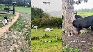 video Čo všetko môžeš zažiť, keď žiješ na farme?