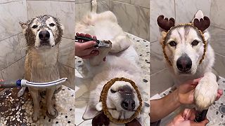 video Pozri sa na seba, vyzeráš ako prasa!