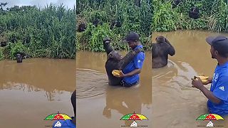 video Šimpanz po dlhšom čase stretol svojho bývalého ošetrovateľa