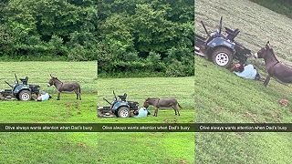 video Keď chce Olivka pozornosť, gazda toho veľa neurobí