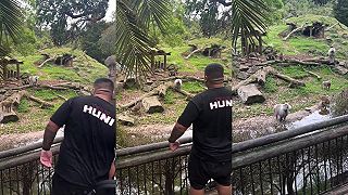 video Nasral alfa samca vo výbehu