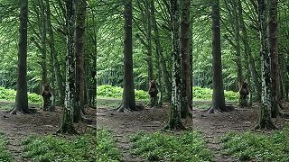 video Keď medveďa svrbí zadok, zatancuje si pri strome