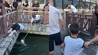 video A čo pes? Pes mal ucho dlhšie o 5 centimetrov