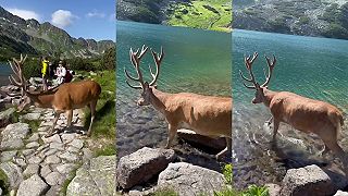 video Urastený jeleň si vôbec nevšímal návštevníkom v Doline piatich poľských plies