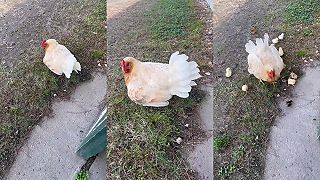 video Pozri, tá sliepka je niečo skrýva!