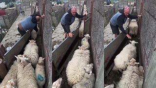 video Označené doprava, neoznačené doľava!