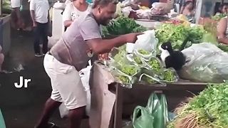 video Na tržnici si to rozdal s mačkou