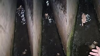 video Záchrana malého mačiatka z hlbokého žľabu