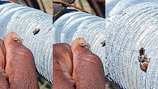 video Sleduj toho pavúka a muchu na závitovej tyči!