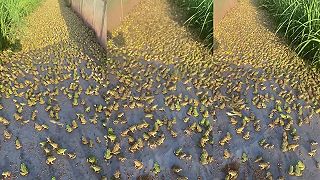 video Mám žabiu farmu, dáš si nejaké stehienka?